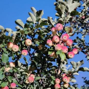 Продается Дом, 29,4 м²