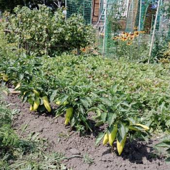 Продается Дом, 25 м²