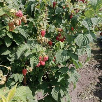 Продается Дом, 25 м²