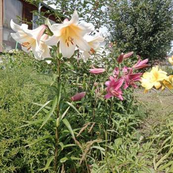 Продается Дом, 25 м²