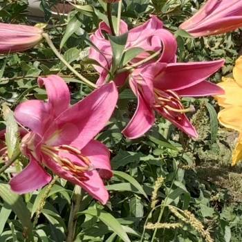 Продается Дом, 25 м²