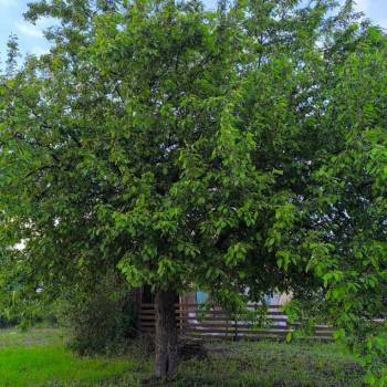 Продается Участок, 740 м²