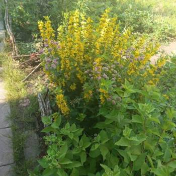 Продается Участок, 600 м²