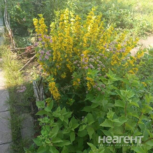 Продам участок  (СНТ, ДНП), СТ Нива, Зелёная, собственник