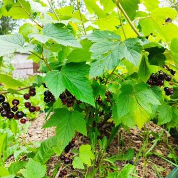 Продается Участок, 830 м²