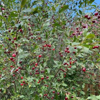 Продается Участок, 450 м²