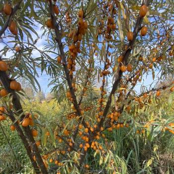 Продается Участок, 700 м²