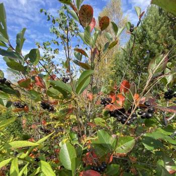 Продается Участок, 700 м²