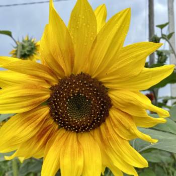 Продается Участок, 800 м²