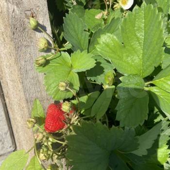 Продается Участок, 600 м²