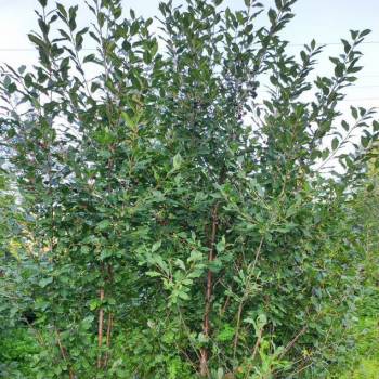 Продается Участок, 400 м²