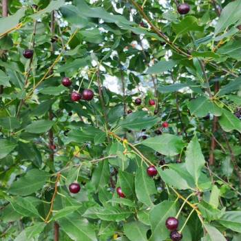 Продается Участок, 400 м²