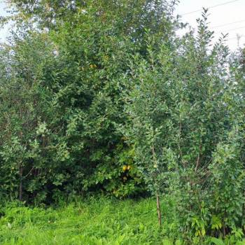 Продается Участок, 400 м²