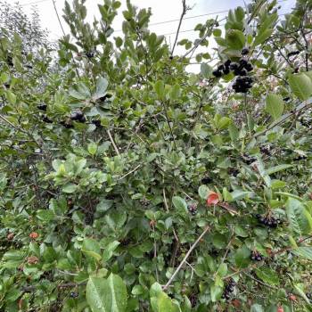 Продается Участок, 880 м²