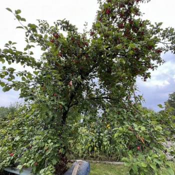 Продается Участок, 880 м²