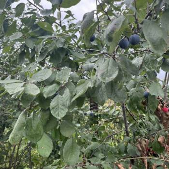 Продается Участок, 880 м²