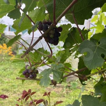 Продается Участок, 880 м²