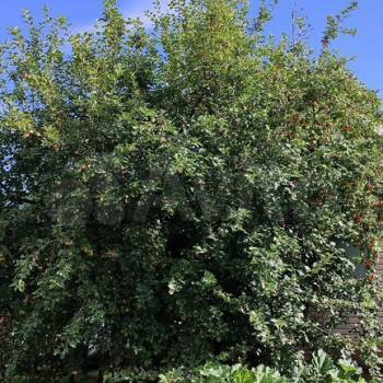 Продается Дом, 40 м²