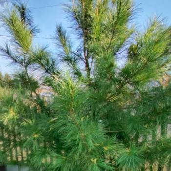 Продается Участок, 650 м²