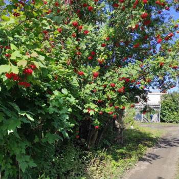 Продается Участок, 600 м²