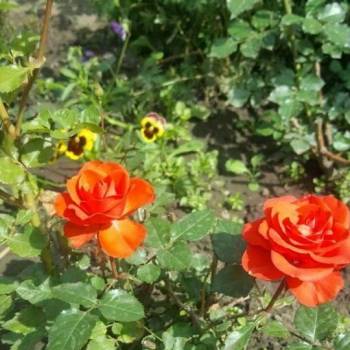 Продается Дом, 45 м²