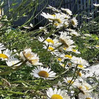 Продается Участок, 750 м²