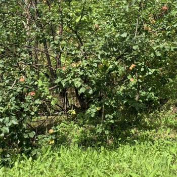 Продается Участок, 650 м²