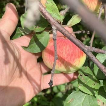 Продается Участок, 650 м²