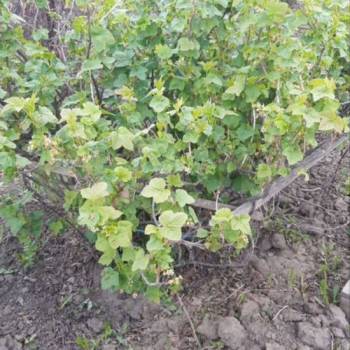 Продается Участок, 600 м²