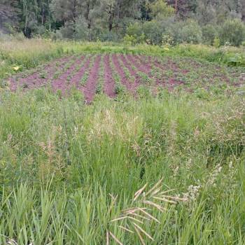 Продается Участок, 400 м²