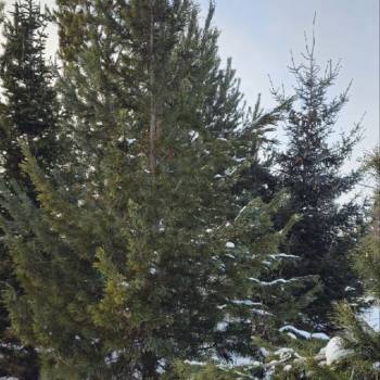 Продается Участок, 1200 м²