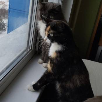 Продается 2-х комнатная квартира, 37 м²