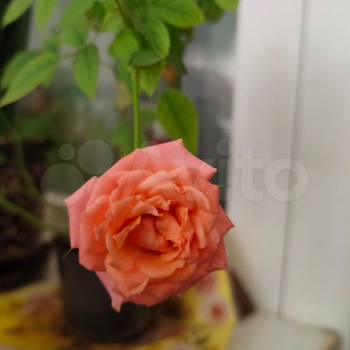 Продается Участок, 800 м²