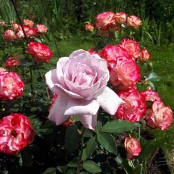 Продается Дом, 70 м²