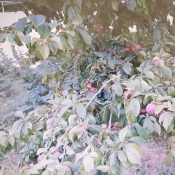 Продается Участок, 550 м²