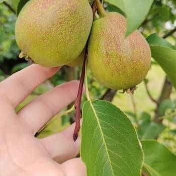 Продается Дом, 50 м²