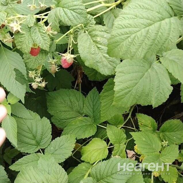 Фотография №3