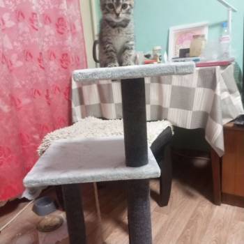 Сдается Комната, 0 м²