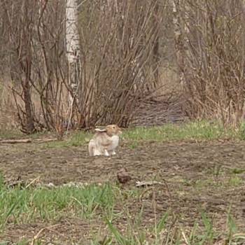 Продается Участок, 1000 м²