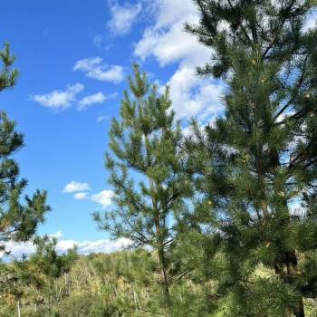 Продается Участок, 1000 м²