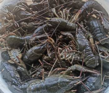 Продается Участок, 41300 м²