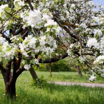 Продается Участок, 600 м²