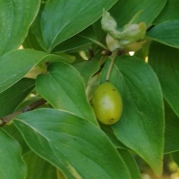 Продается Участок, 350 м²