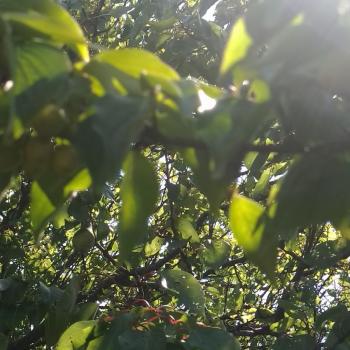 Продается Участок, 350 м²