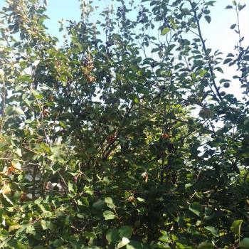 Продается Участок, 350 м²