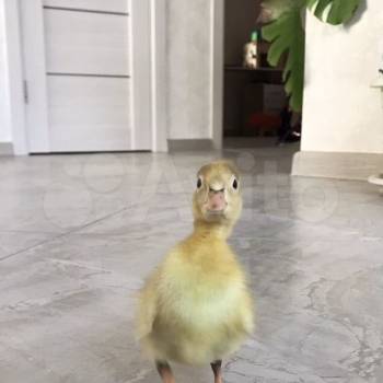 Продается Дом, 147 м²