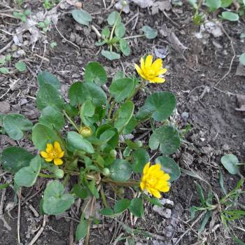 Продается Участок, 600 м²