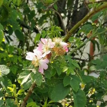 Продается Участок, 263 м²