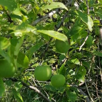 Продается Участок, 263 м²