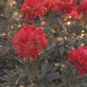 Продается Дом, 50 м²